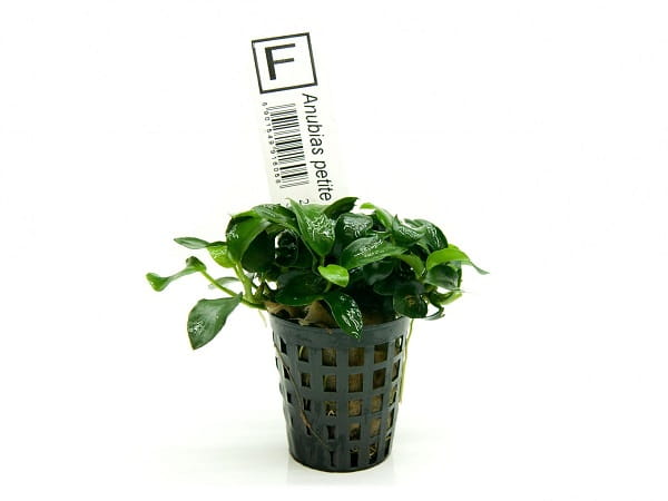 ANUBIAS PETITE NANA NAJMNIEJSZY BONSAI KOSZYK ROŚLINA DO AKWARIUM